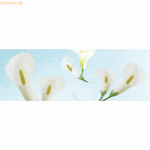 5 x Ludwig Bähr Transparentpapier 115g/qm A4 VE=5 Blatt Flora Calla